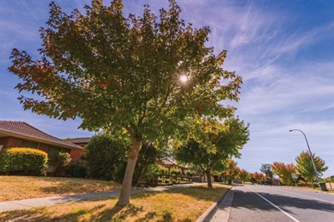 nature-strip-tree.jpg