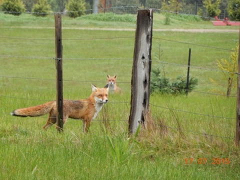 Two foxes in a green field standing behind a wire fence