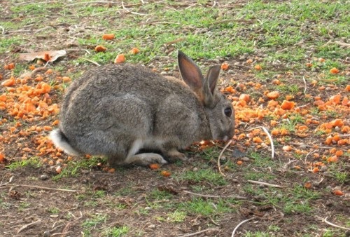 A pest rabbit eating bait