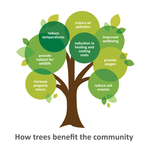 how-trees-benefit-the-community-graphic_white-bg.png