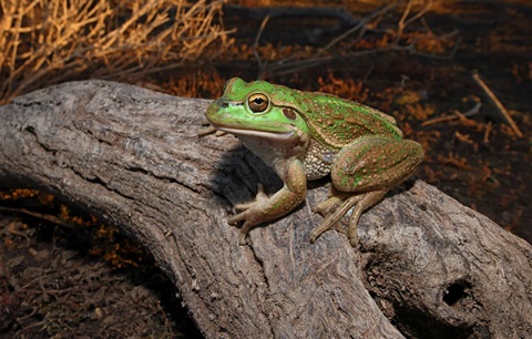 growling-grass-frog-event-image.jpg