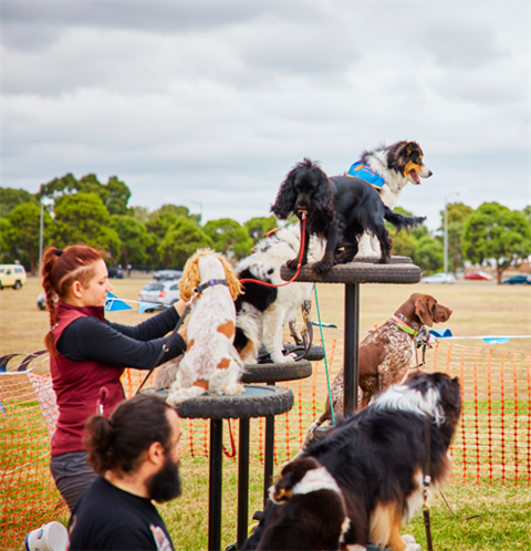 group of dogs on display at pet show