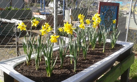 Community-Garden-Daffs